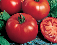 Siberian Tomato Seeds