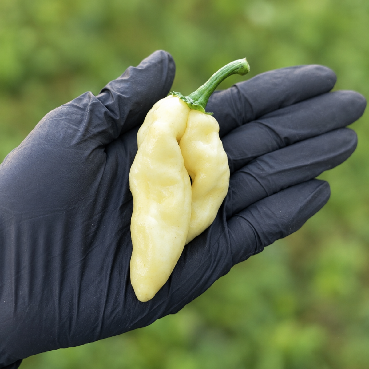 White Devils Tongue Pepper Seeds