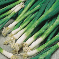 Evergreen White Bunching Scallion Seeds
