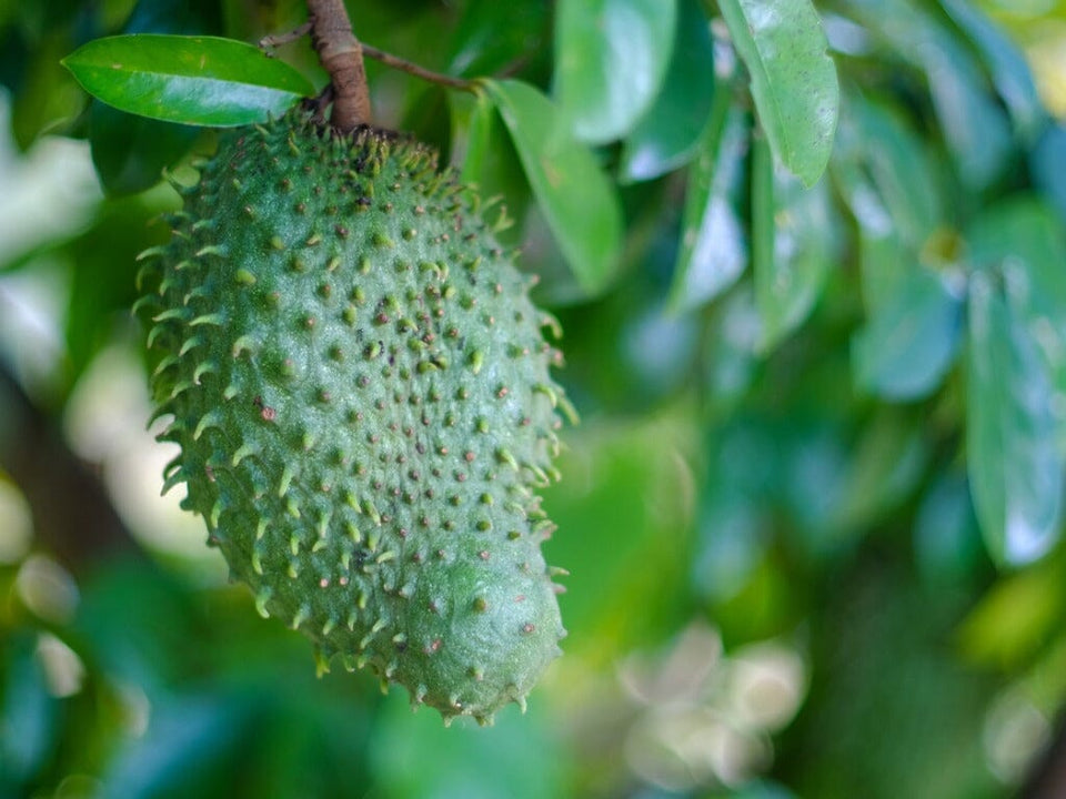 Soursop Guanabana from Seedlings Fruit Tree – The Pepper Pantry