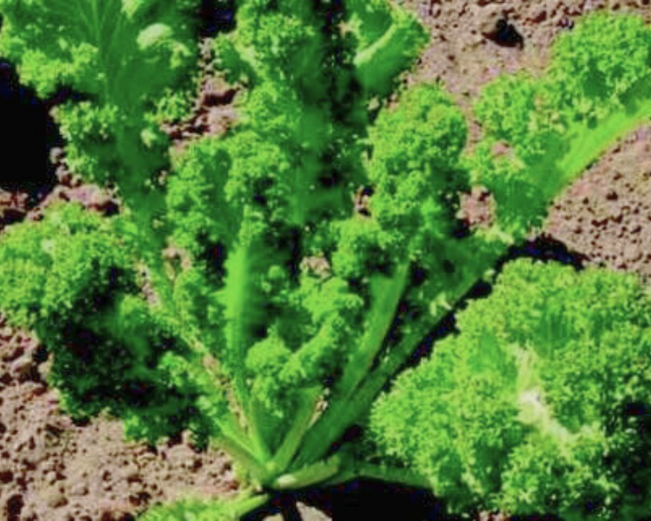 Southern Giant Curled Mustard Greens Seeds