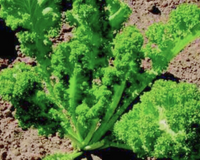 Southern Giant Curled Mustard Greens Seeds