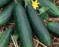 Spacemaster 80 Cucumber Seeds