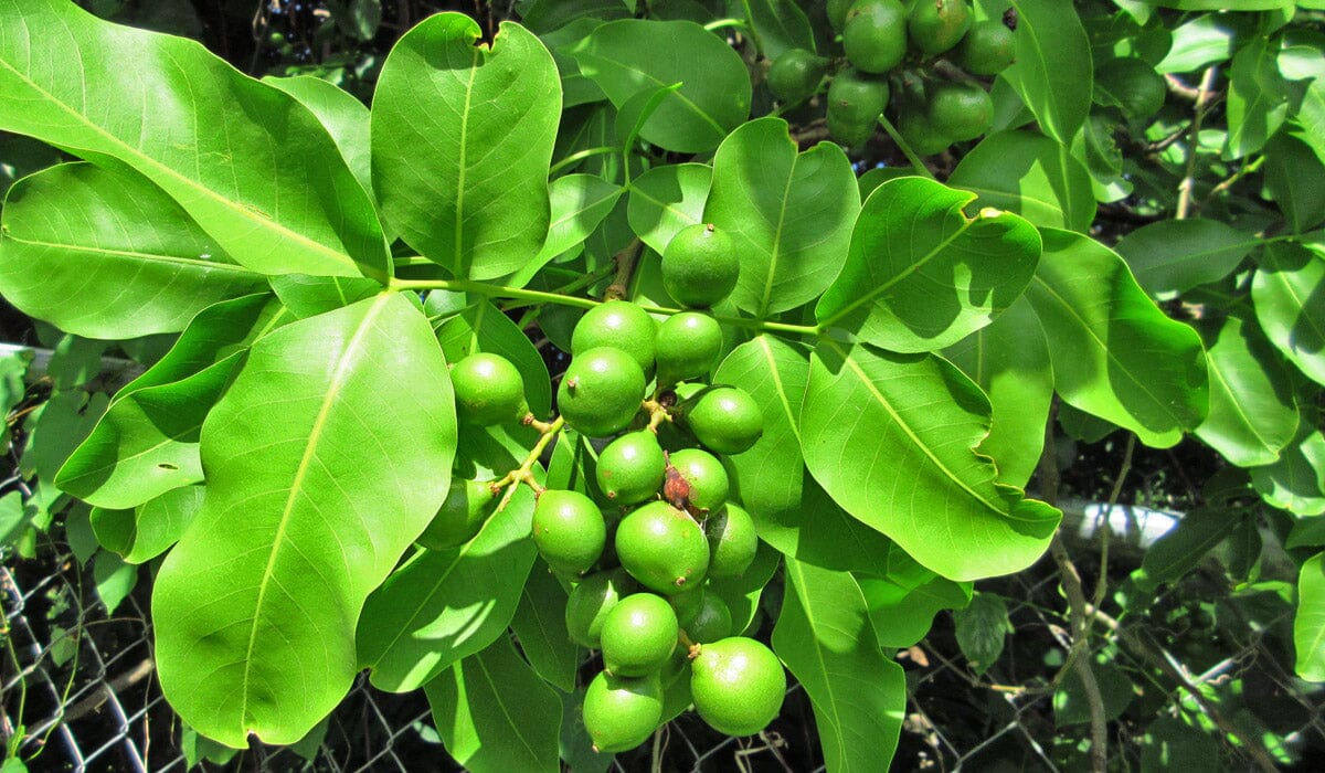 Mamoncillo Tree from Seedling, Spanish Lime