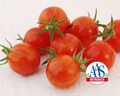 Sparky XSL Hybrid Tomato Seeds