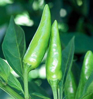 Sport Pepper Seeds - The Pepper Pantry (Formerly Marie Sharp's)