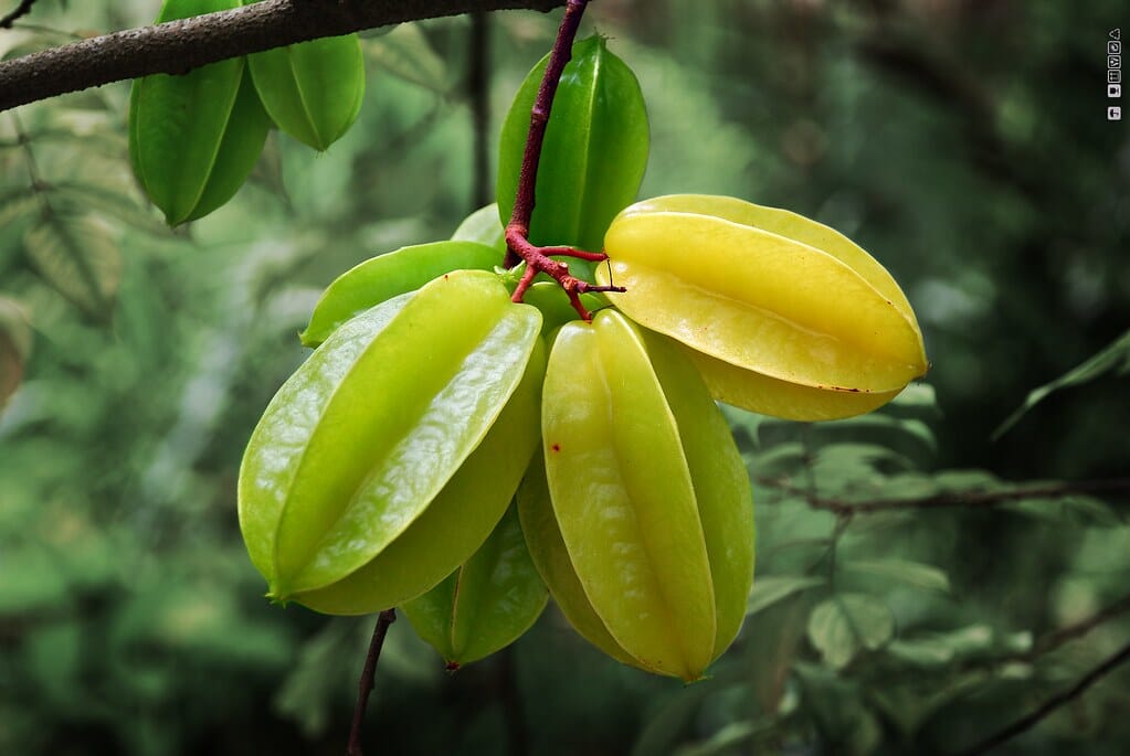 Arkin Star fruit Carambola Fruit Tree, Grafted