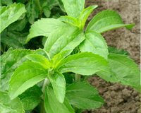 Stevia Seeds