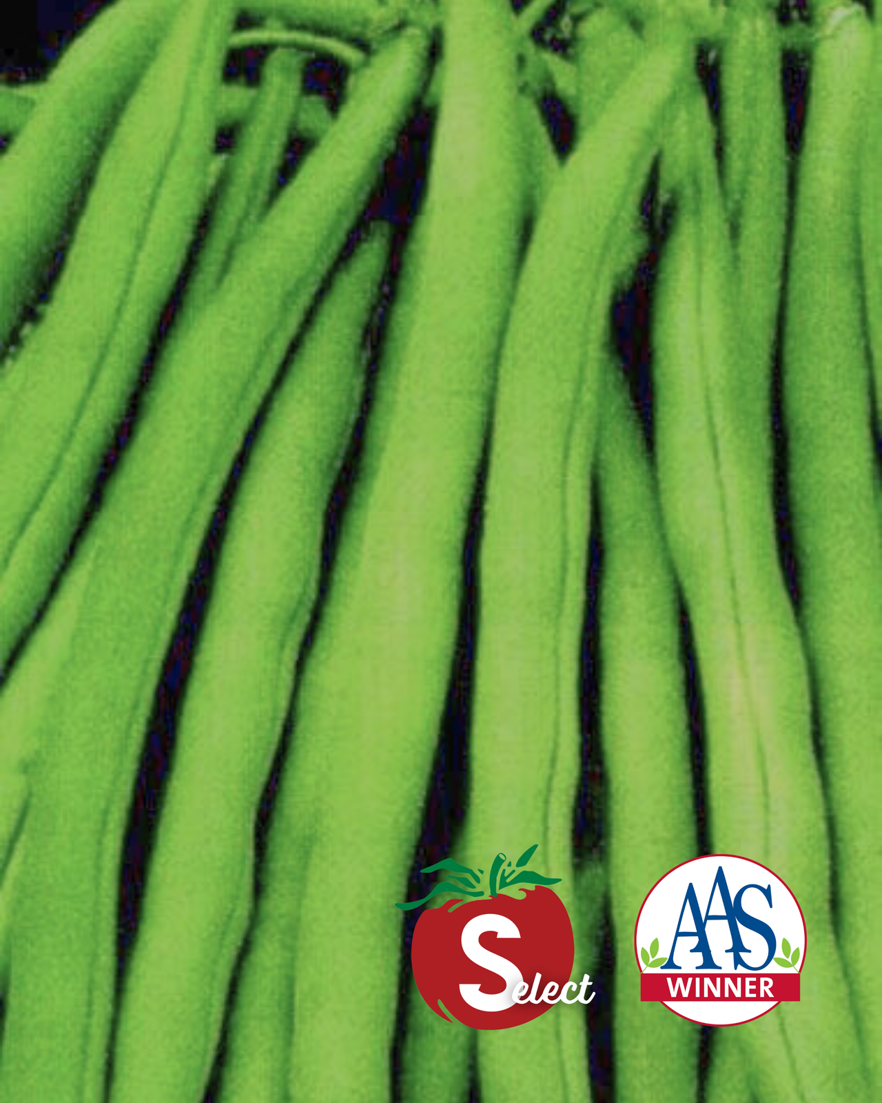 Stringless Blue Lake S-7 Bean Seeds