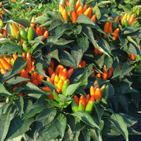 Stromboli Pepper Seeds - The Pepper Pantry (Formerly Marie Sharp's)