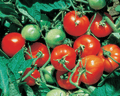 Stupice Tomato Seeds