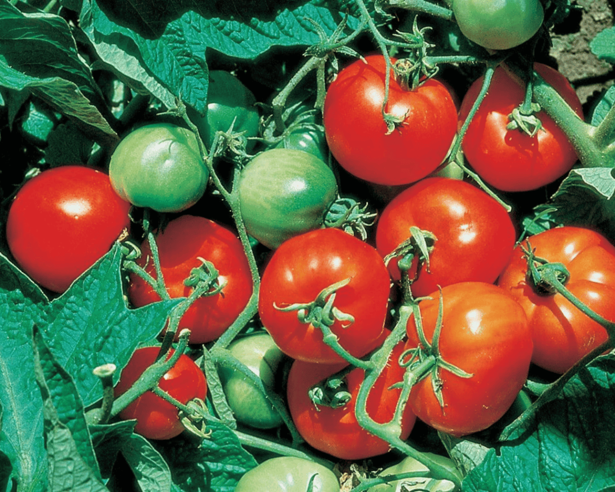 Stupice Tomato Seeds