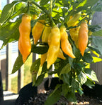 Sugar Rush Peach Pepper Seeds (Non - Isolated)