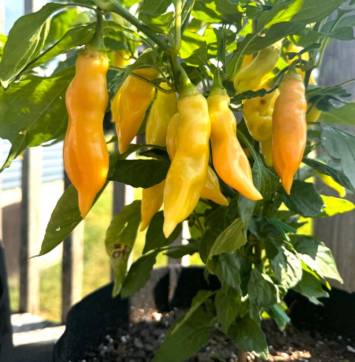 Sugar Rush Peach Pepper Seeds (Non - Isolated)