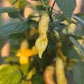 Sugar Rush Peach Pepper Seeds (Non - Isolated)