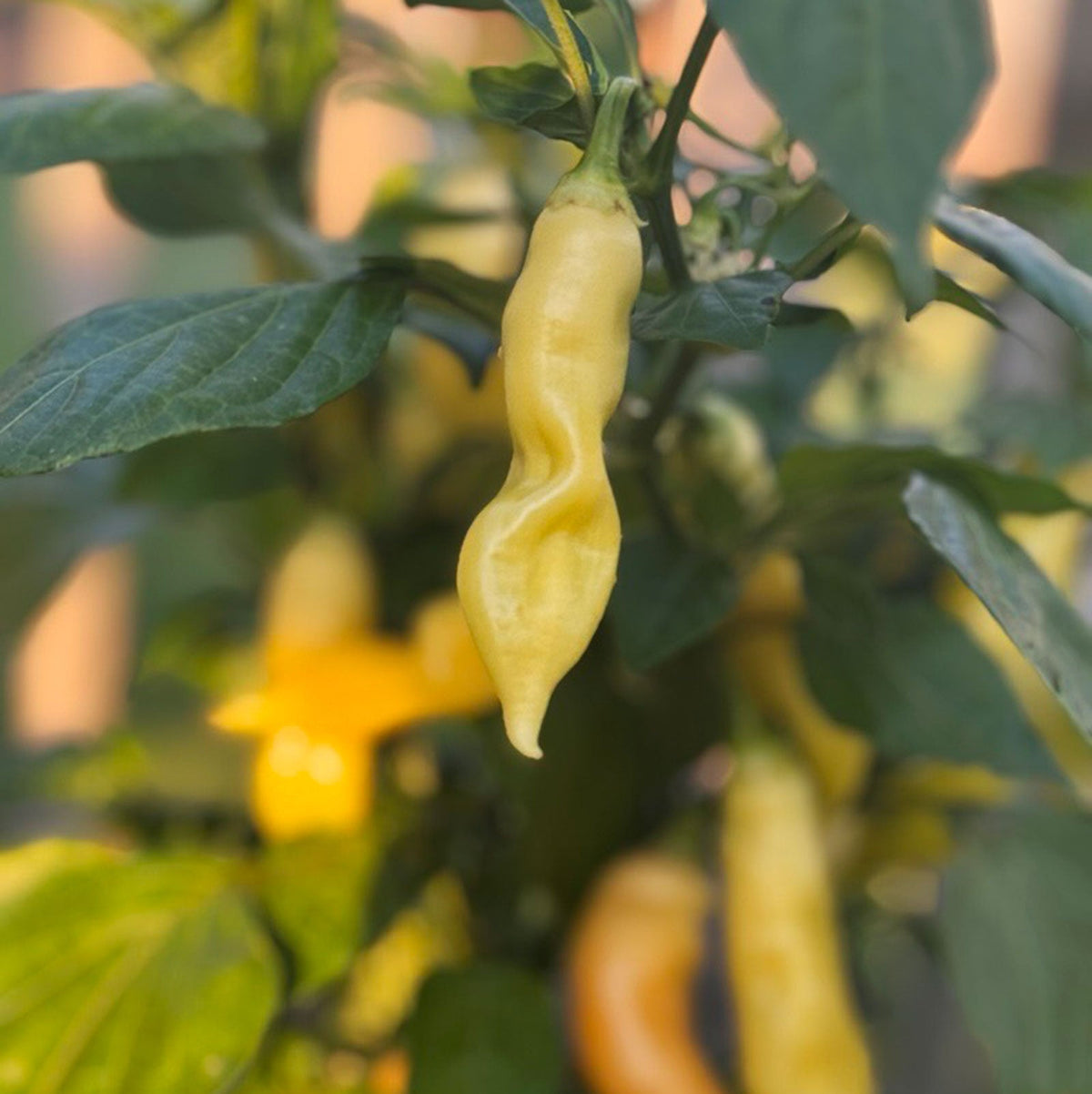 Sugar Rush Peach Pepper Seeds (Non - Isolated)