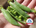 Sugar Ann Pea Seeds