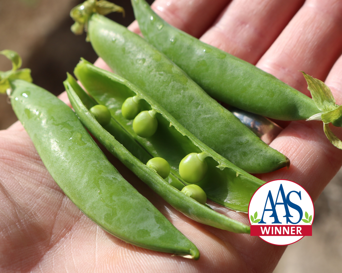 Sugar Ann Pea Seeds