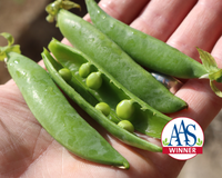 Sugar Ann Pea Seeds
