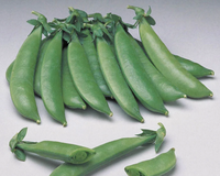 Sugar Sprint Pea Seeds