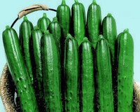 Summer Dance Hybrid Cucumber Seeds