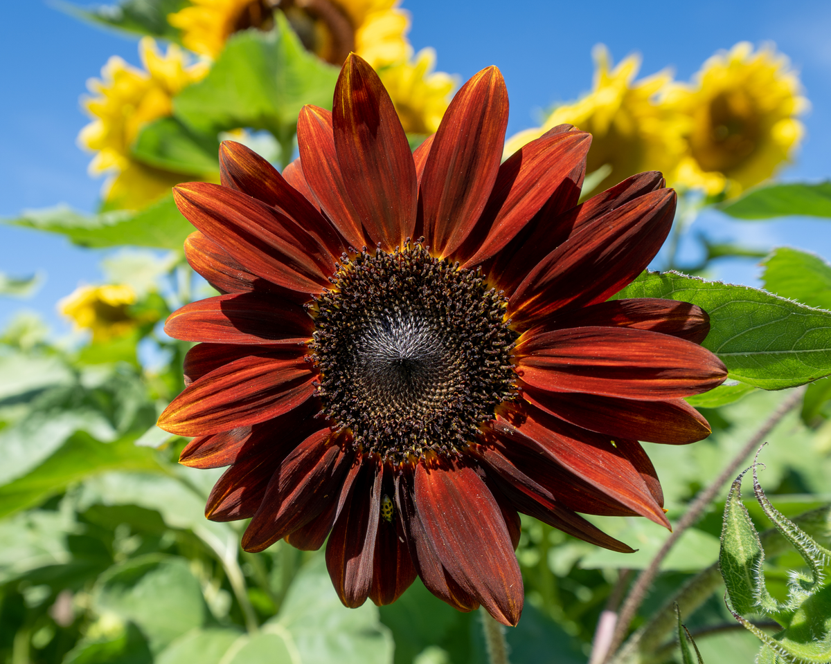 Moulin Rouge Hybrid Sunflower Seeds