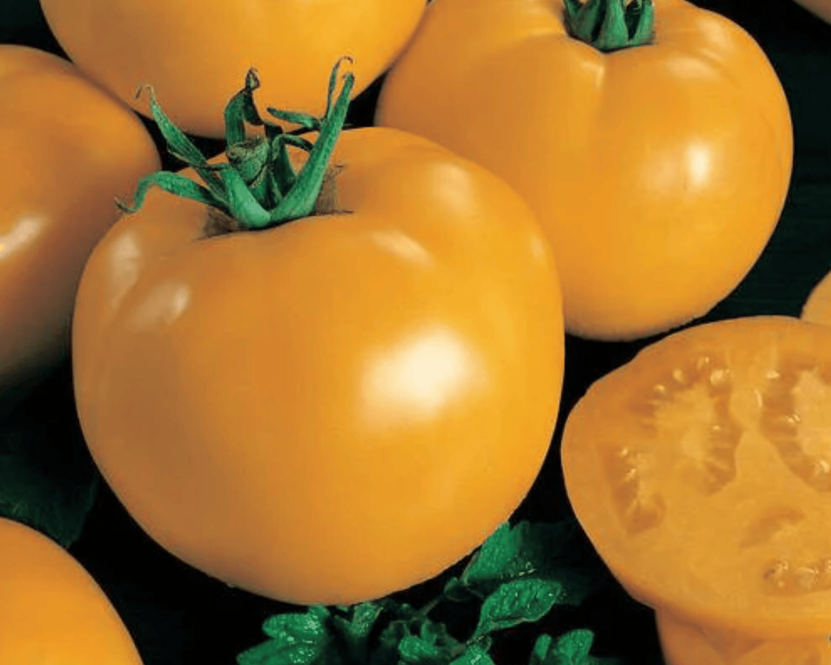 Sunny Boy Hybrid Tomato Seeds