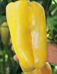 Super Heavyweight F1 Pepper Seeds - The Pepper Pantry (Formerly Marie Sharp's)