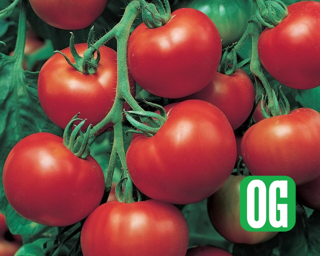 Super Sioux Tomato Seeds