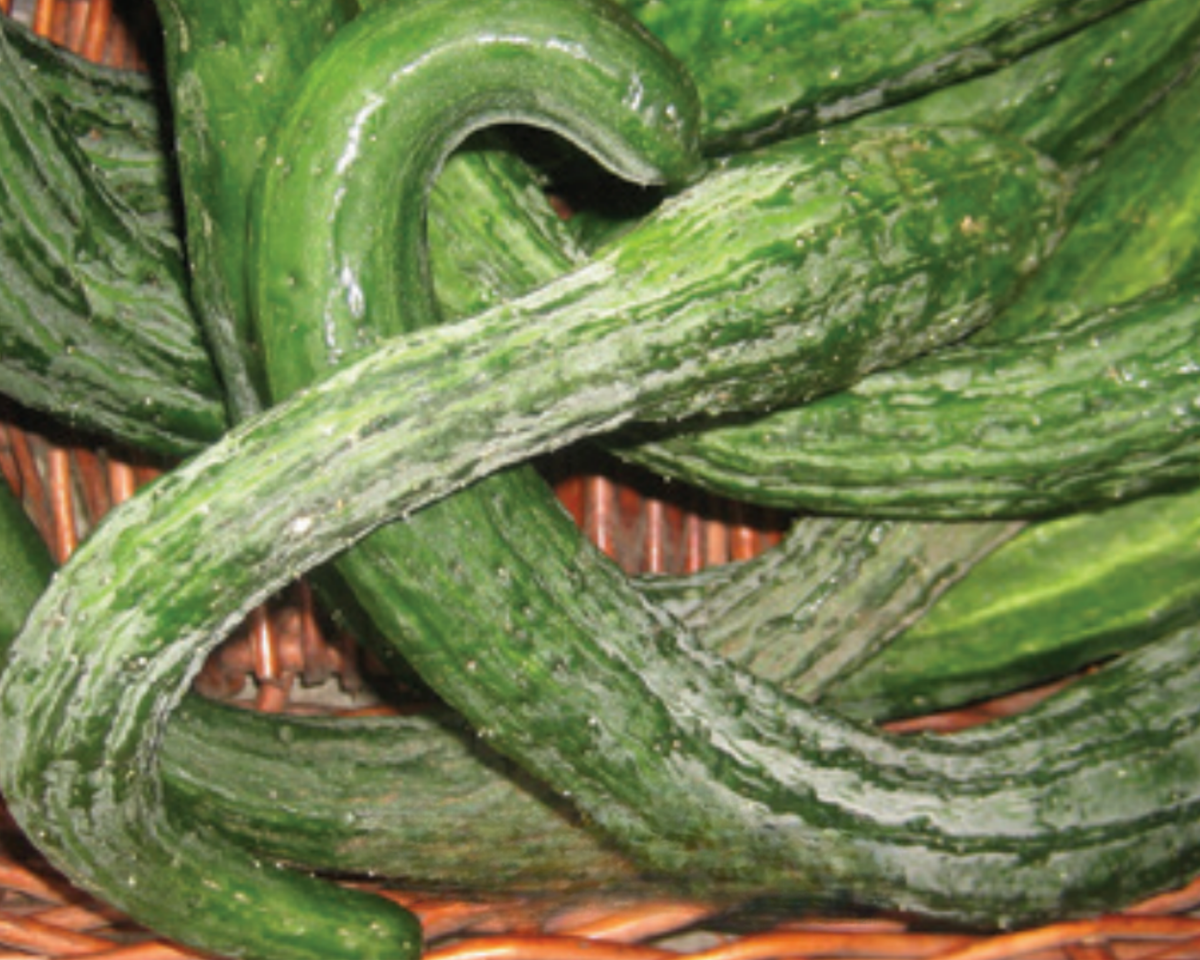 Suyo Long Cucumber Seeds