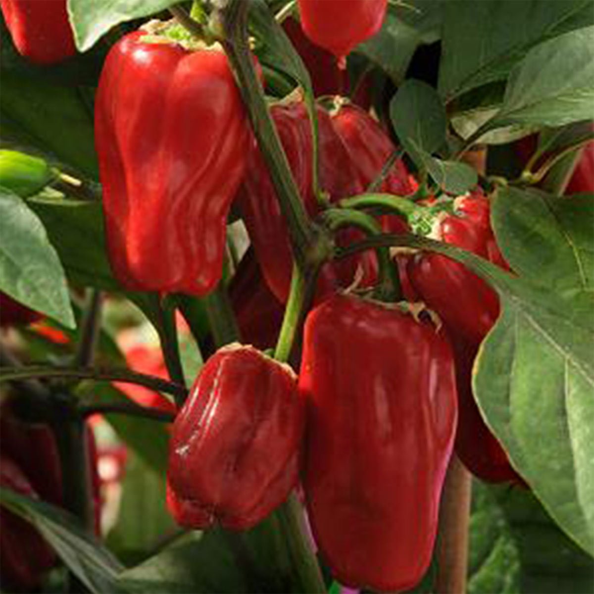 Sweet Heat Pepper Seeds - The Pepper Pantry (Formerly Marie Sharp's)