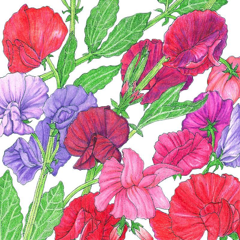 Sweet Pea, Old Spice Mix (1/4 lb)