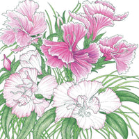 Sweet William (1/4 lb)