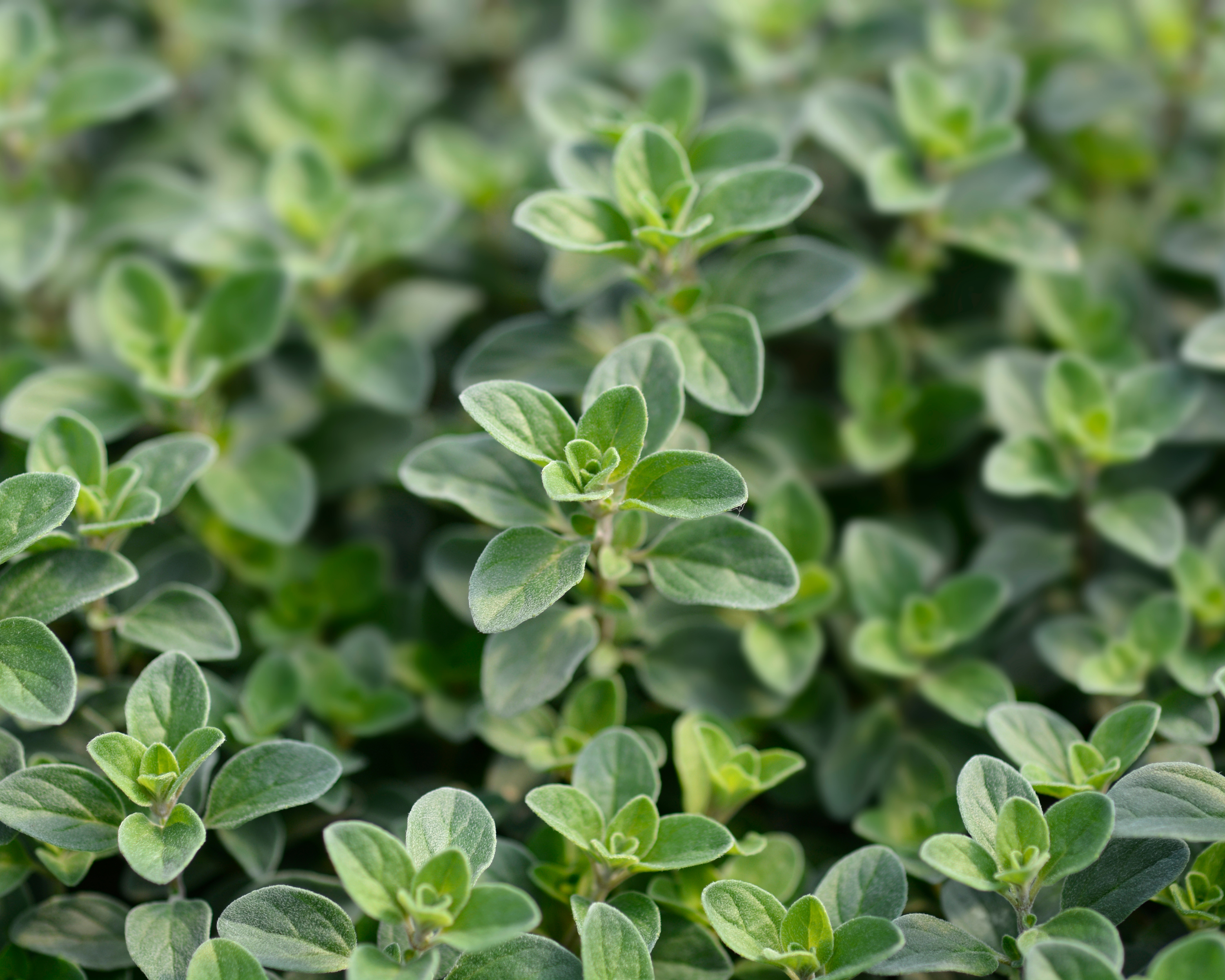 Sweet Marjoram Seeds