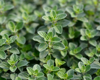 Sweet Marjoram Seeds