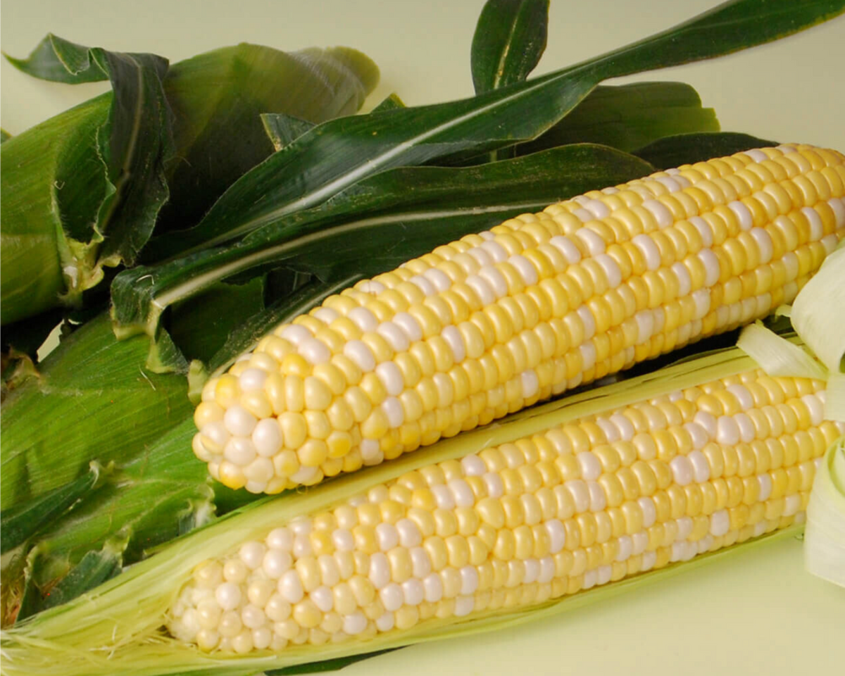 Sweetness (bicolor syn) Hybrid Sweet Corn Seeds