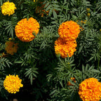 Marigold, African (lb)