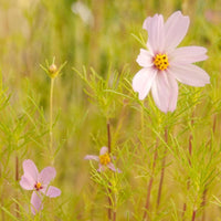 Cosmos, Sensation Mix (1/4 lb)
