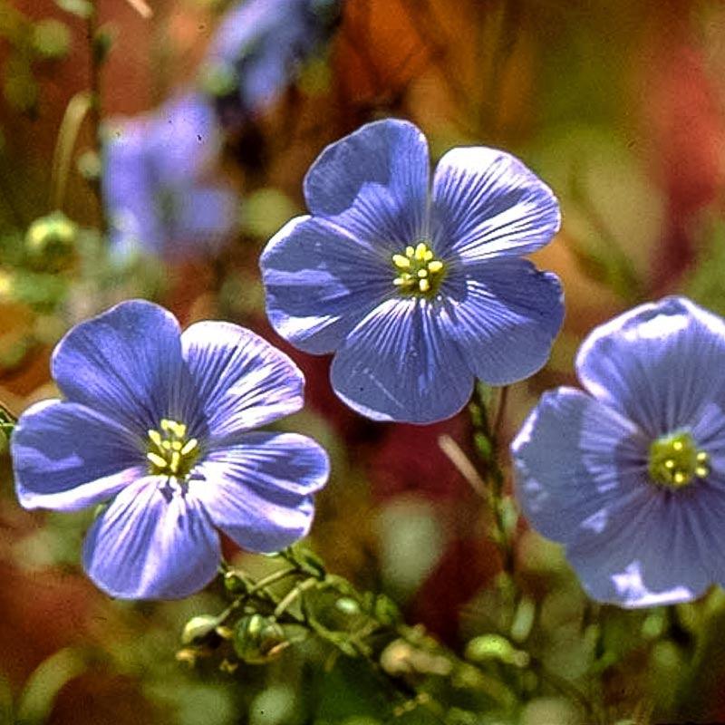 Flax, Blue (1/4 lb)