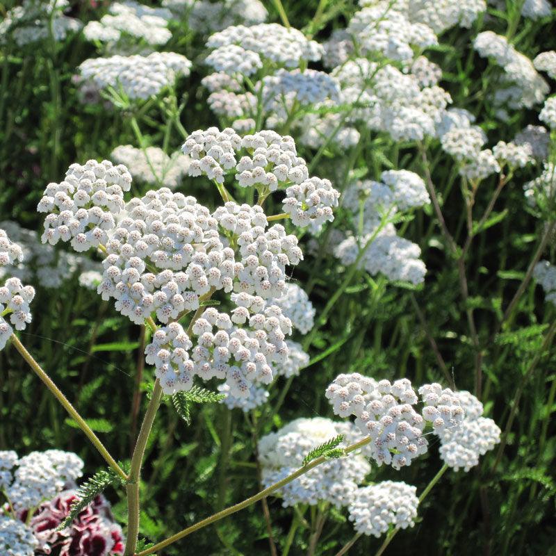 Yarrow, White (1/4 lb)