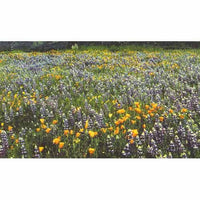 California Native Blue & Gold Wildflower Mix (1/4 lb)