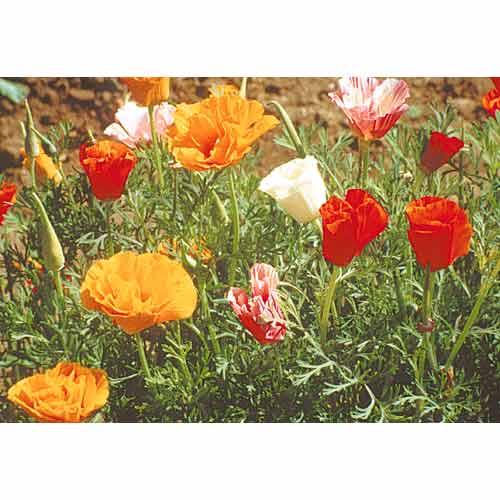California Poppy, Mission Bells (1/4 lb)