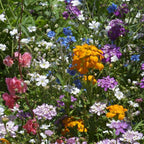 North American Shade Wildflower Mix (lb)
