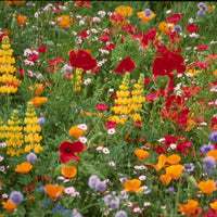 Northwest Wildflower Mix (1/4 lb)