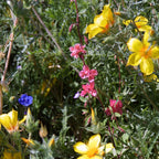 Southwest Native Wildflower Mix (1/4 lb)