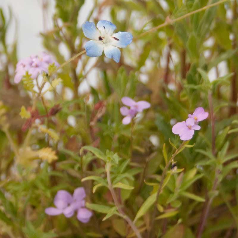 California Low-Growing Wildflower Mix (1/4 lb)