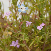California Low-Growing Wildflower Mix (1/4 lb)