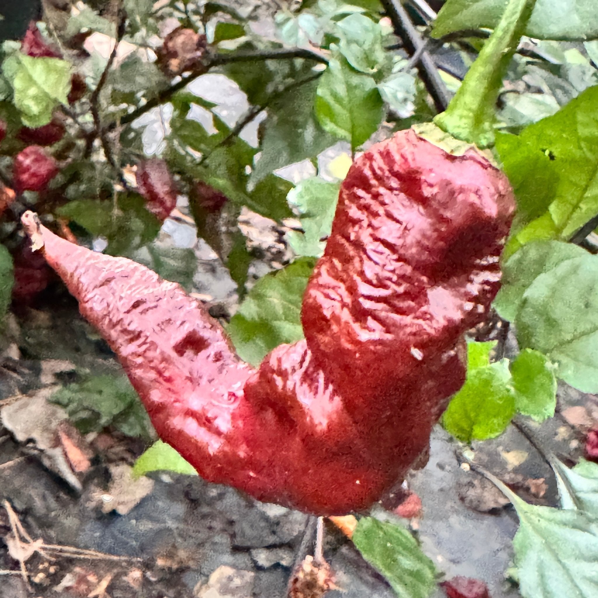 T - REX Chocolate - Seeds