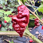 T - REX Chocolate - Seeds