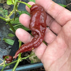 T - REX Chocolate - Seeds